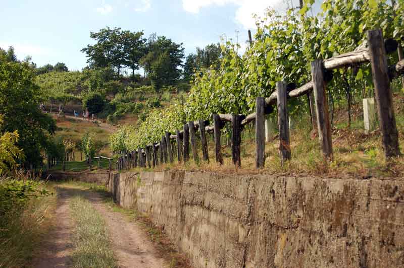 Camminando tra i vigneti