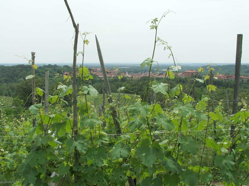 Brusnengo dalle vigne