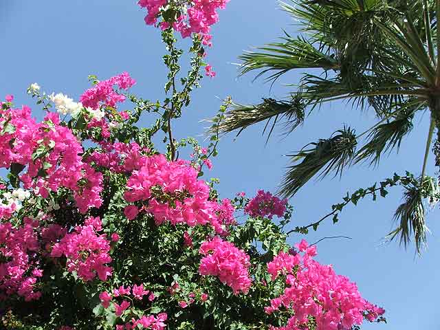 Fiori al Mastichari