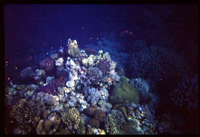 8- Pesci corallo