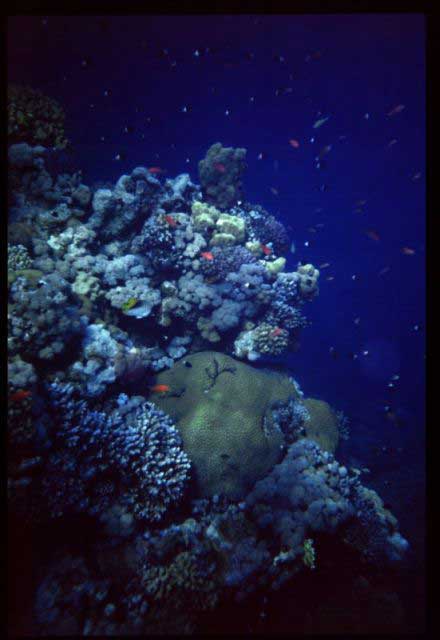 10- Pesci corallo