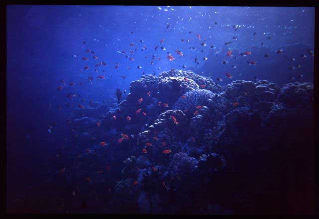 9- Pesci corallo