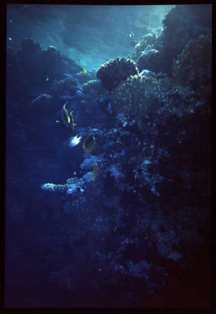 11- Pesci corallo