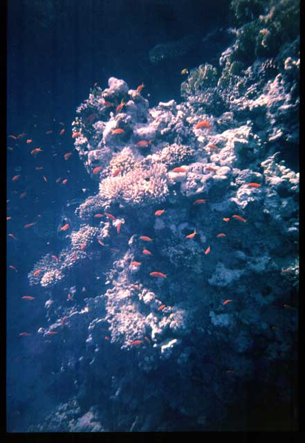 Snorkelling