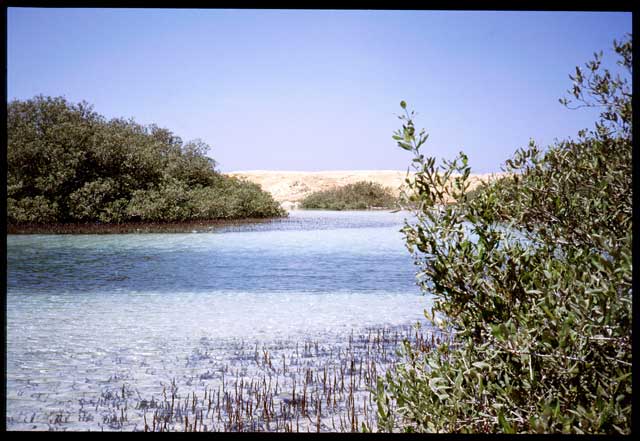 Mangrovie